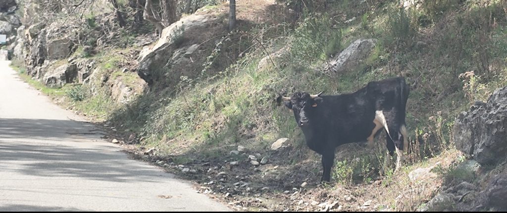 Taureau en liberté
